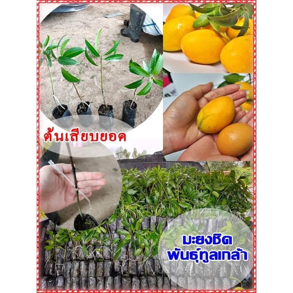 1ต้น-ขาย-ต้นพันธุ์-ต้น-มะยงชิด-พันธุ์-ทูลเกล้า-ต้นมะยงชิด-ถูกสุดๆ