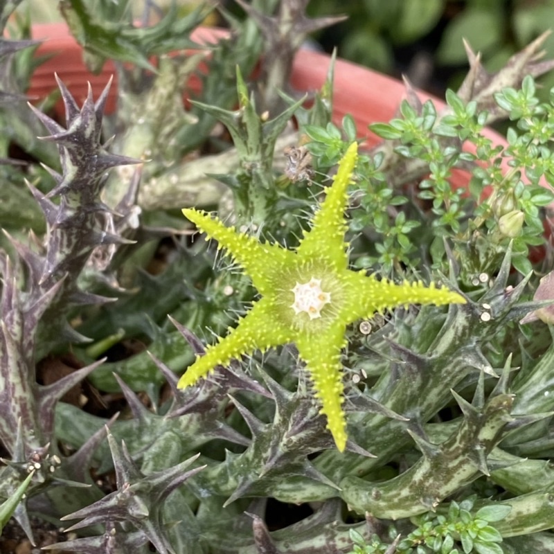 กิ่งเก๋งจีน-ดอกดาวสีเขียว-huernia-orbea-dummeri