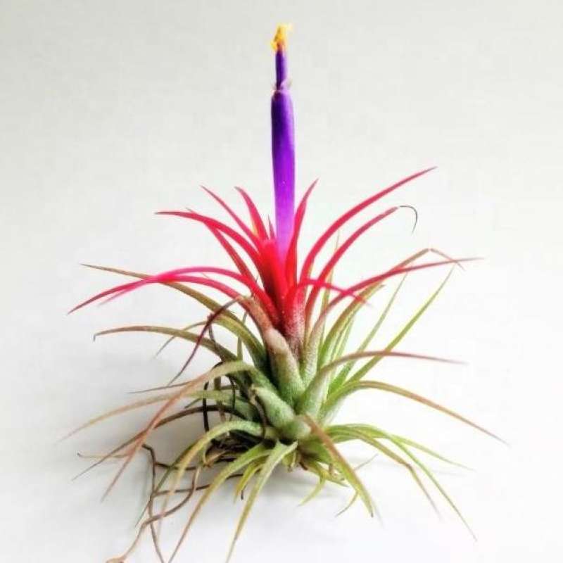 tillandsia-ionantha-fuego-ทิลแลนเซีย-ไม้รากอากาศ-ไม้ประดับ-ไม้แขวน-สวนแนวตั้ง-ต้นไม้แปลก-ประดับ-ตกแต่งสวนหรือคอนโด