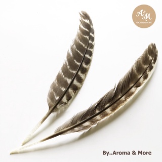 Aroma&amp;More  ขนนก Turkey feather ขนาด 8-9 นิ้ว สำหรับใช้โบกควันระหว่างการจุดใช้งาน White sage,Palo santo,Cedar