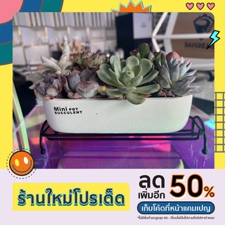 succulent🌸minipotไม่ต้องมีดินก็ปลูกได้