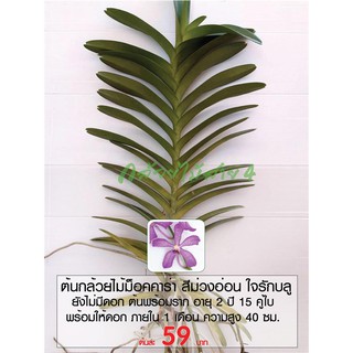 ภาพขนาดย่อของภาพหน้าปกสินค้าต้นกล้วยไม้ม็อคคาร่า สีม่วงอ่อน ใจรักบลู ต้นยังไม่มีดอก พร้อมให้ดอก 1 เดือน อายุ 2 ปี 15 คู่ใบ สูง 40 ซม. จากร้าน bangkokgreen บน Shopee