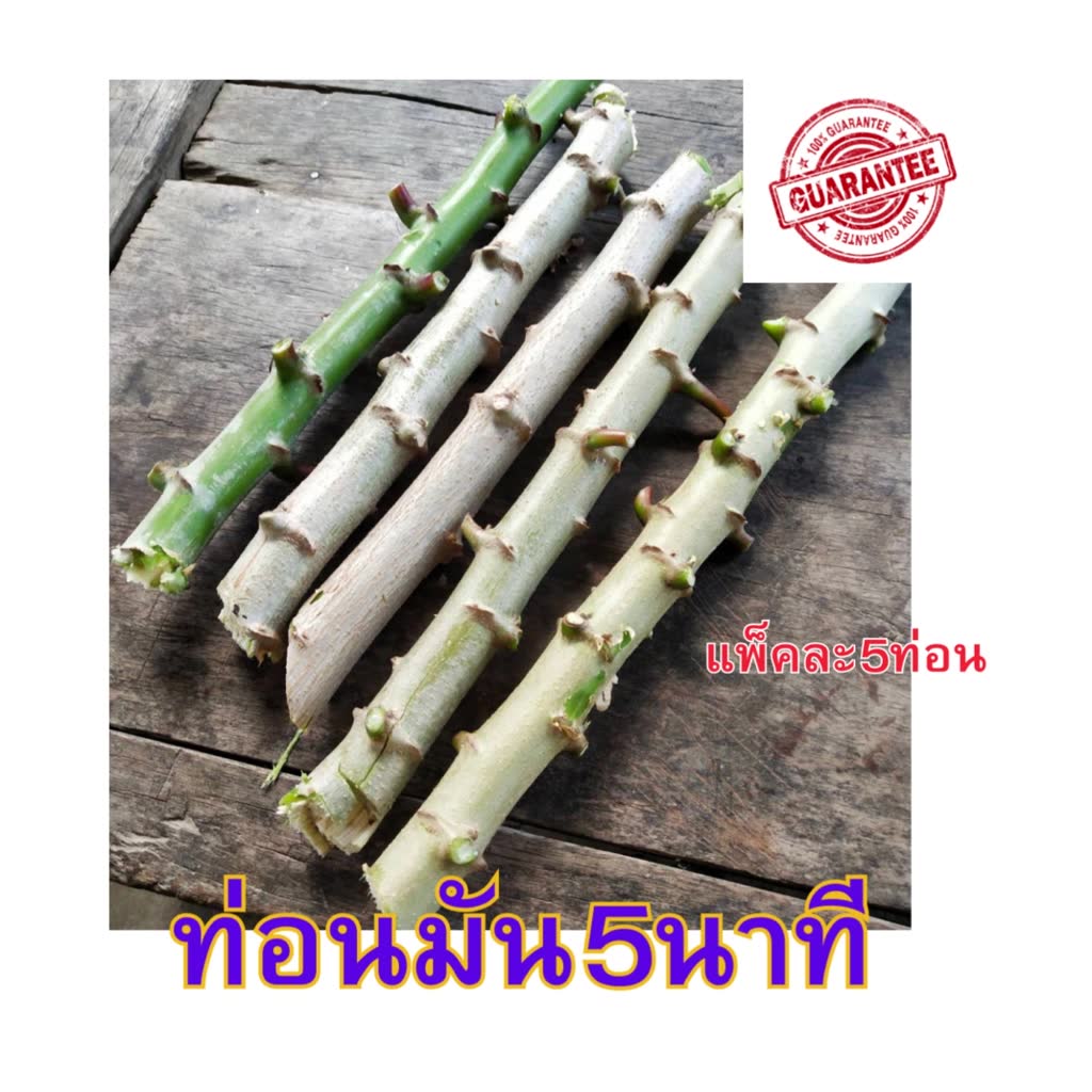 ต้นพันธุ์-มัน-5-นาที-ท่อนพันธุ์มันสำปะหลัง-คัดเฉพาะต้นที่แข็งแรง-เป็นมันสำปะหลังสำหรับใช้หัวทำขนม-ต้ม-นึ่ง-ย่าง-จำนวน-10