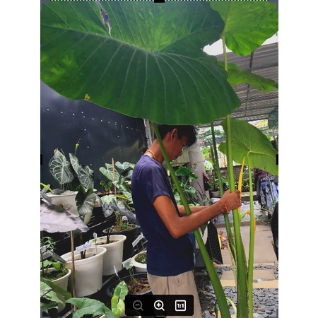 colocasia-gigantea-hook-บอนโหรานา-สำหรับตัดสวนป่า-สวนนำ้ตก-ส่งต้นโตตามรูปตัดใบ