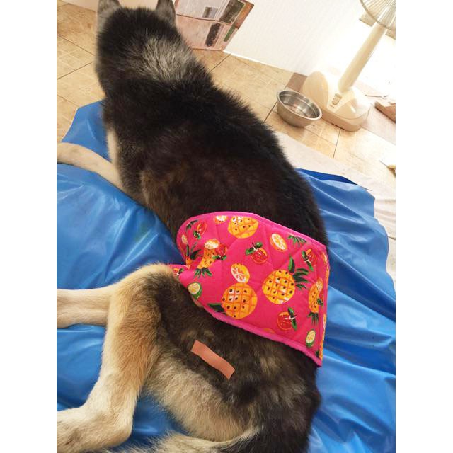 dogacat-โอบิสุนัข-โอบิหมา-ป้องกันฉี่-ฝึกขับถ่าย-สีชมพู-ลายสับปะรด