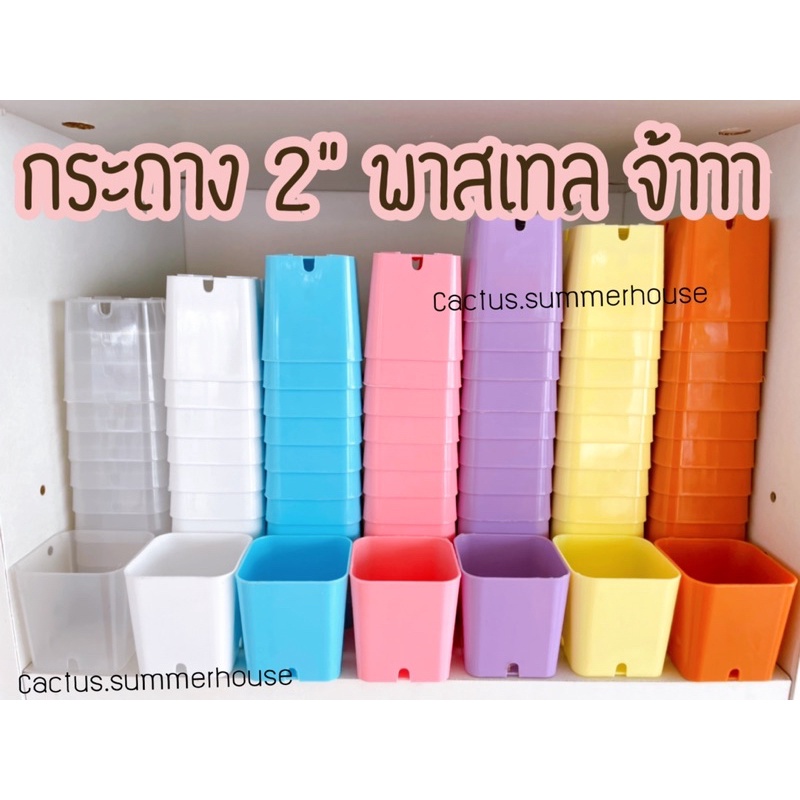 กระถาง2นิ้ว-หลากหลายสี-ถูกที่สุด