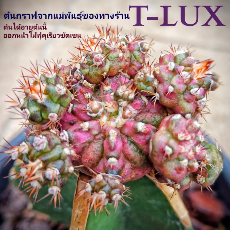 ภาพหน้าปกสินค้าแคคตัสT-LUX(ต้นกราฟ)รับประกันสายพันธุ์ จัดส่งแบบล้างดินจัดส่ง ต้นแข็งพร้อมปลูกครับผม จากร้าน dn.dd.shop99 บน Shopee