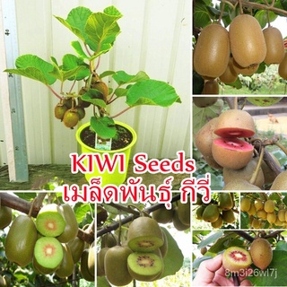 อินทรีย์ ต้น ดอก/ปลูกง่าย ปลูกได้ทั่วไทย ของแท้ 100% 300 เมล็ด KIWI Seeds Actinidia Vine Seeds Fruit Seeds พั LLKB