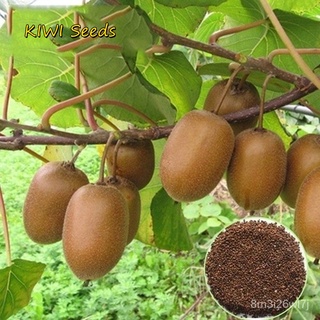 อินทรีย์ ต้น ดอก/ปลูกง่าย ปลูกได้ทั่วไทย ของแท้ 100% 300Pcs เมล็ดพันธุ์ กีวี่ KIWI Seeds Fruit Seeds พันธุ์ไม GZGC