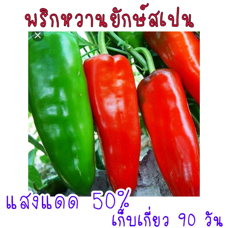 พริกหวานยักษ์สเปน-palermo-capsicum-30-เมล็ด