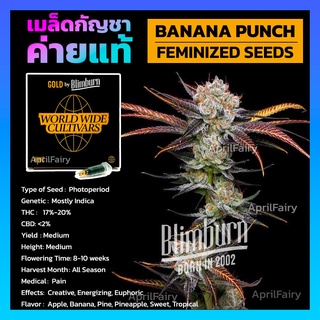 เมล็ดพันธุ์กัญชา Banana Punch FEMINIZED โฟโต้ เพศเมีย เมล็ดค่าย Blimburnseeds แบ่งขาย รับประกัน ตรงปก 💯%