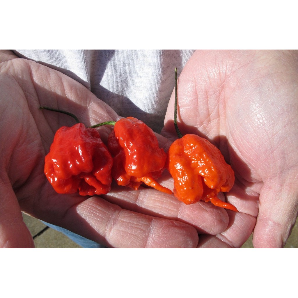 10-เมล็ด-เมล็ดใหญ่-คัดพิเศษ-พริกแคโรไลนาจีน-จีนแท้แน่นอน-carolina-reaper-นำเข้าจากจีน-พริกจีน-เมล็ดพันธุ์พริกแคโรไลนา