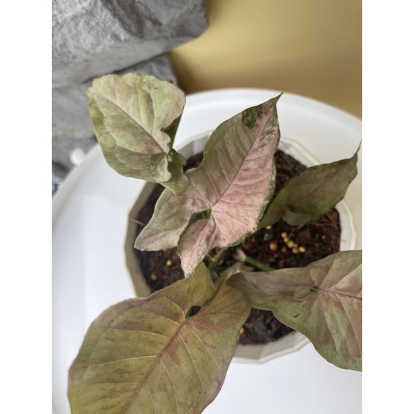 ออมชมพูด่าง-pink-sport-mable-syngonium-pink-sport-mable