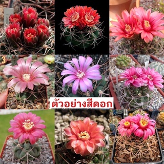 Gymnocalycium Tillianum กระบอกเพชร แคคตัส ยิมโนคาลิเซียม คละสี