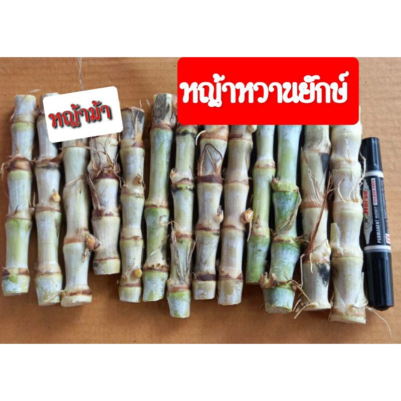 หญ้าหวานยักษ์-ท่อนพันธ์หญ้าหวานยักษ์-ชุดละ-100-ท่อน