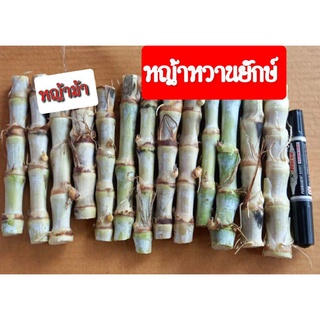 หญ้าหวานยักษ์   ท่อนพันธ์หญ้าหวานยักษ์  ชุดละ 100 ท่อน