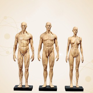 โมเดลหุ่นอนาโตมี่ หุ่นแสดงกล้ามเนื้อ ชาย หญิง Human Body Muscle Anatomical Model Medical Teaching Anatomy Model 30cm