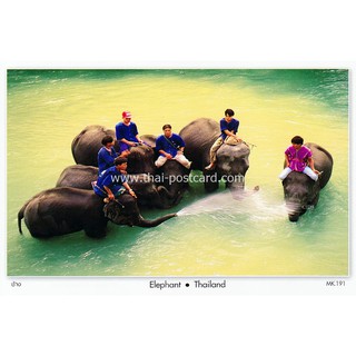 ภาพหน้าปกสินค้าโปสการ์ด ช้าง ประเทศไทย ซึ่งคุณอาจชอบราคาและรีวิวของสินค้านี้