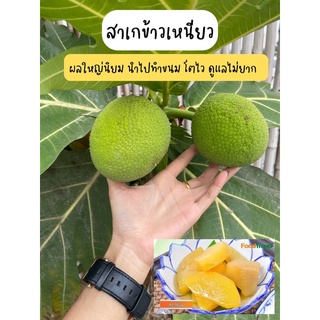 ภาพหน้าปกสินค้าสาเกข้าาวเหนียว ต้นสูง 60ซม. ที่เกี่ยวข้อง