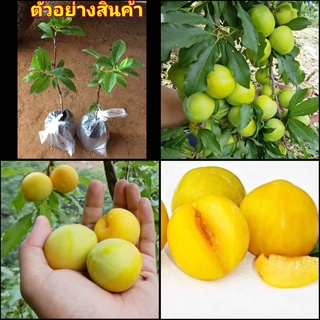 (1ต้น)(vาย ต้นพันธุ์) ต้น ลูกพลัม พันธุ์ อินเดีย ผล สี เหลือง Indian yellow plum ต้นลูกพลัม ลูก พลัม ต้นพลัม ต้น เสียบยอ