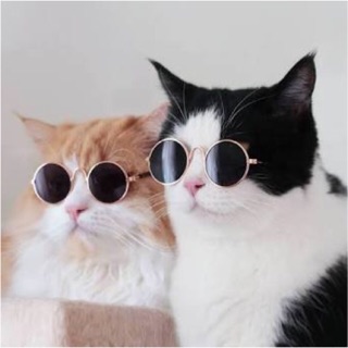 ภาพหน้าปกสินค้าแว่นตาแมว แว่นหมา แว่นแมว แว่นสัตว์เลี้ยง ที่เกี่ยวข้อง