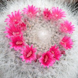 เมล็ดพันธุ์ แมมแม่เฒ่า Mammillaria Hahniana 80 เมล็ด cactus แคคตัส กระบองเพชร