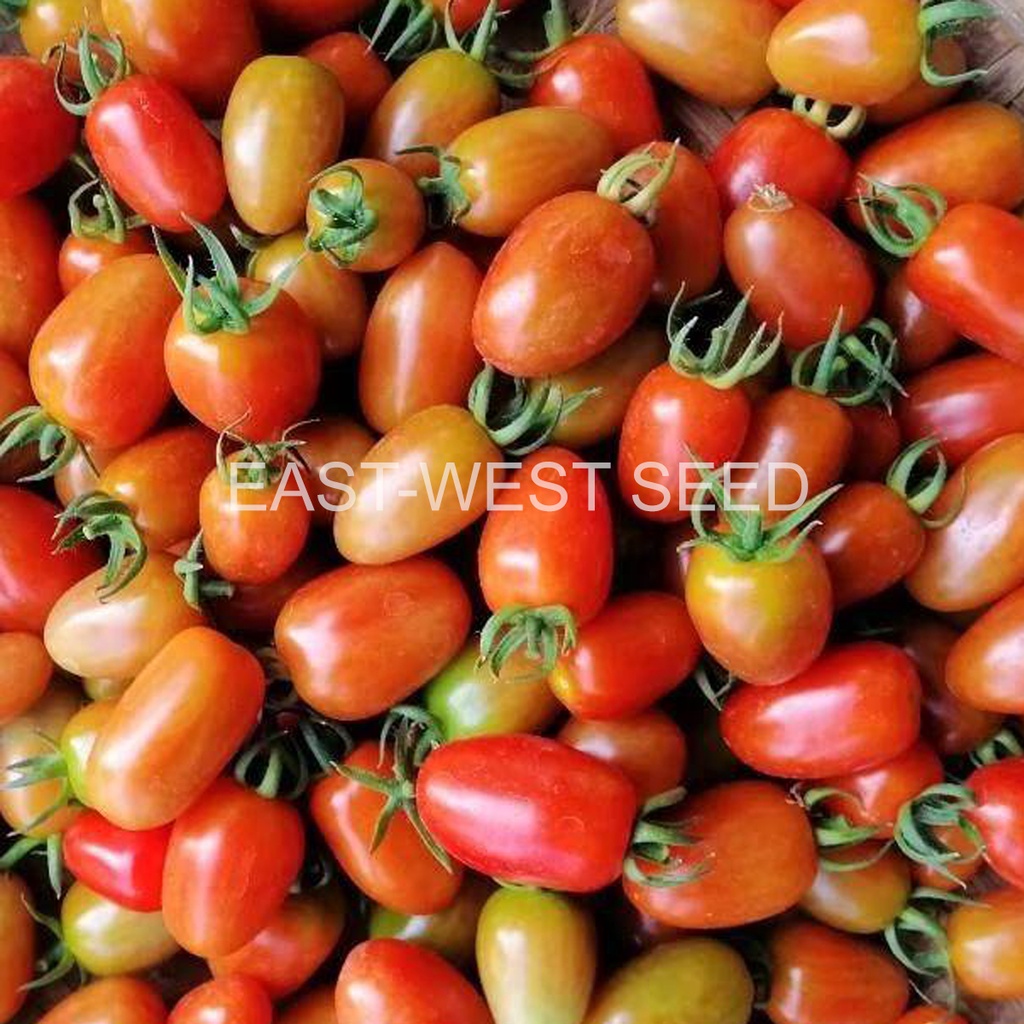 ศรแดง-เมล็ดพันธุ์-มะเขือเทศผลรีจักรพันธ์2-จันกะผัก-east-west-seed-เมล็ดพันธุ์ผัก-เมล็ดพันธุ์-ผักสวนครัว-ตราศรแดง