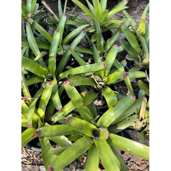 สับปะรดสี-หรือบรอมีเลียด-bromeliad-ไม้ประดับ-โตช้า-ทนแล้ง