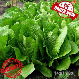 SeedsRomaine Lettuce Seeds - 150Pcsedเมล็ด/ดอกไม้/สวน/สวน/ดอกทานตะวัน/ดอกไม้/หญ้า/ข้าวโพด/สวนผลไม้/กล้วย/seedsเมล็ด/ดอกไ