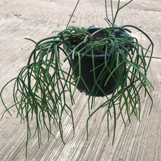 ริปซาลิส แบคซิเฟรา, ไข่มุก, สายฝน 🌿 Rhipsalis baccifera