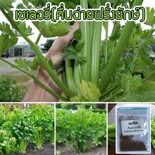 เมล็ดพันธุ์ คื่นฉ่ายยักษ์ คื่นฉ่ายฝรั่ง เซเลอรี่ (celery) ขึ้นฉ่ายฝรั่งต้นใหญ่ 400 เมล็ด [10 แถม 1 คละได้]