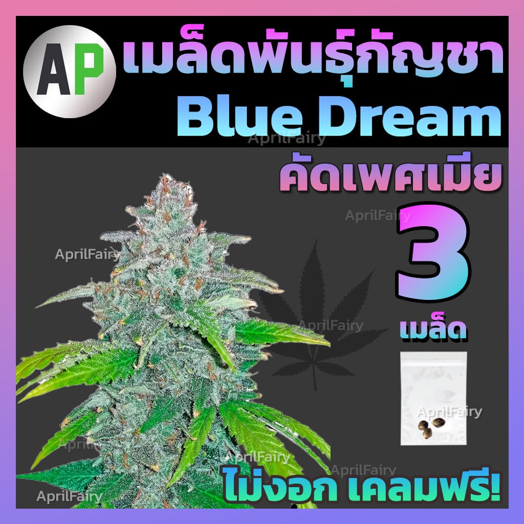 คัดเพศเมีย-เมล็ดกัญชา-บลูดรีม-เมล็ดพันธุ์กัญชา-blue-dream-เมล็ดสายพันธุ์แท้-บรีดไทย