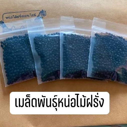 เมล็ดหน่อไม้ฝรั่ง-เพาะง่าย-โตเร็ว