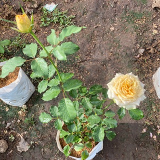 กุหลาบพุ้มตัดดอก ดอกหอม GOLDEN MUSTARD garden rose