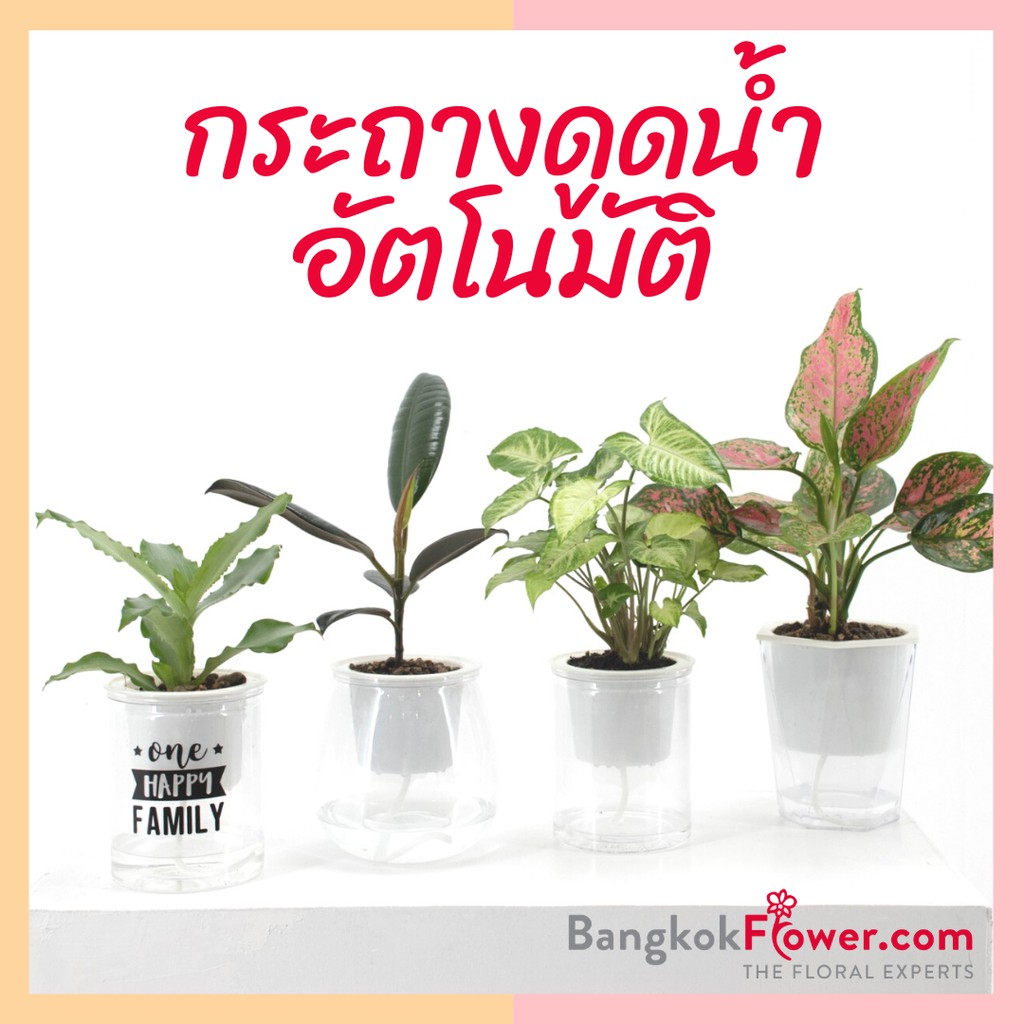 กระถางดูดน้ำอัตโนมัติ-diy-มีหลายลายขายพร้อมต้นไม้-199-เท่านั้น