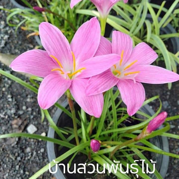 ต้นบัวดินสีชมพู-บ้านสวนพันธุ์ไม้