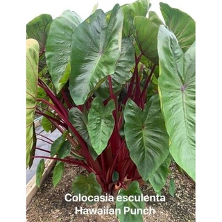 🍀 ฮาวา เอี้ยนพั้นซ์🍀colocasia Hawaiian Punch