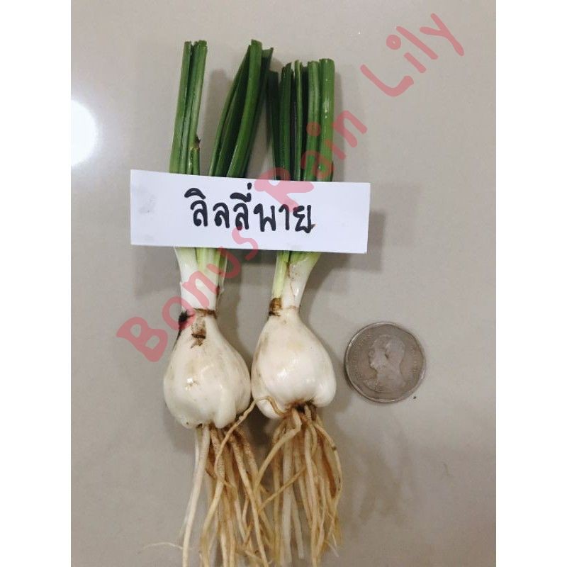 บัวดิน-ชื่อ-ลิลลี่พาย-จำหน่ายหัวละ-12-บาท-จร้า