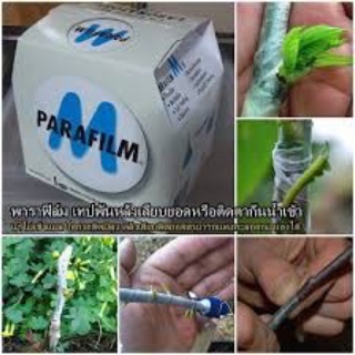 พาราฟิลม์ parafilm M 20 ฟุต ถูกสุดๆๆๆ ต้อง Everythingjingabells เชื่อสิๆๆๆ