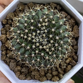 ยิมโนคริสดาต้า gymnocalycium cristata  ไม้เพาะเมล็ด