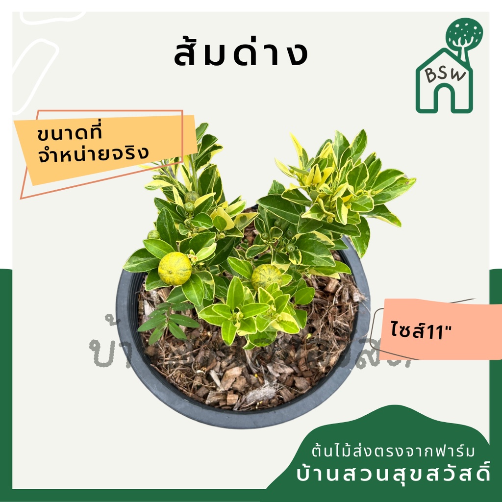 ส้มด่าง-กระถาง-11-นิ้ว