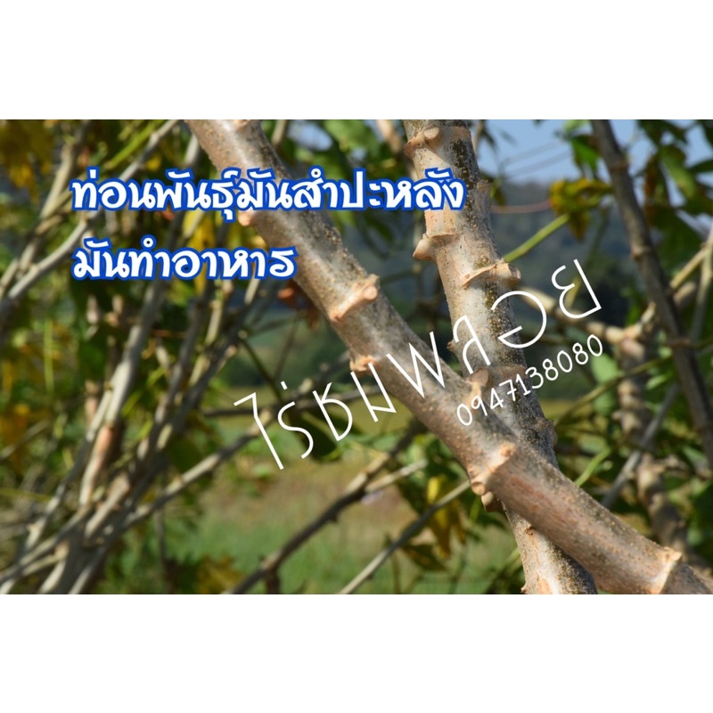 ท่อนพันธุ์มันสำปะหลังทำอาหาร-15-ท่อน-ยาว25ซม