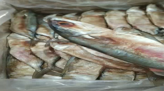 ราคาส่ง1กิโล-ปลาทูหอม-ไซต์จัมโบ้-ปลอดสารพิษ-เค็มน้อย-อร่อยมาก-9-10-ตัว-ต่อ0-97-1-15กิโล