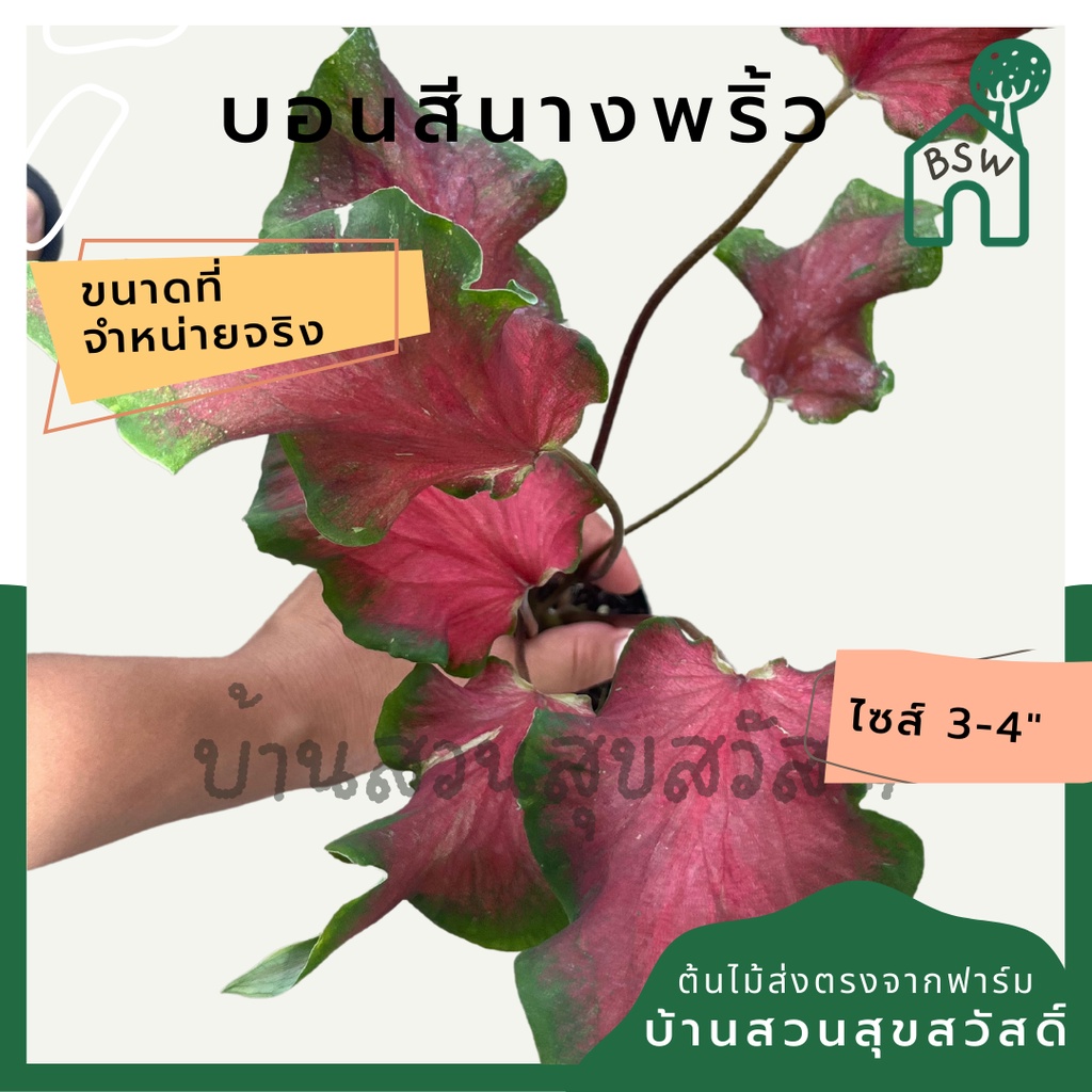 บอนสีนางพริ้ว-บอนนางพริ้ว-บอนสี-มาในกระถางพร้อมตั้ง