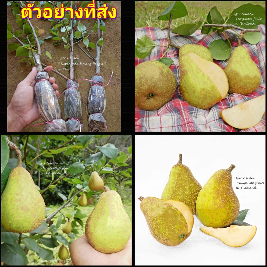 1กิ่งตอน-กิ่งตอน-ต้น-ลูกแพร-พันธุ์-ยาลิ-yali-pear-ต้นลูกแพร์-ลูกแพร์-ต้นลูกแพร-ไร่อิงดาว-2