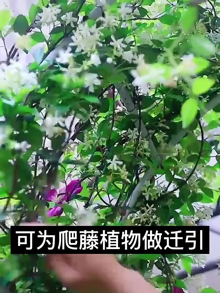 eos-center-ลวดรัดต้นไม้-ลวดดัดกิ่ง-เนคไททำสวน-ลวดมัดสายไฟ-ลวดอเนกประสงค์-gardening-tie