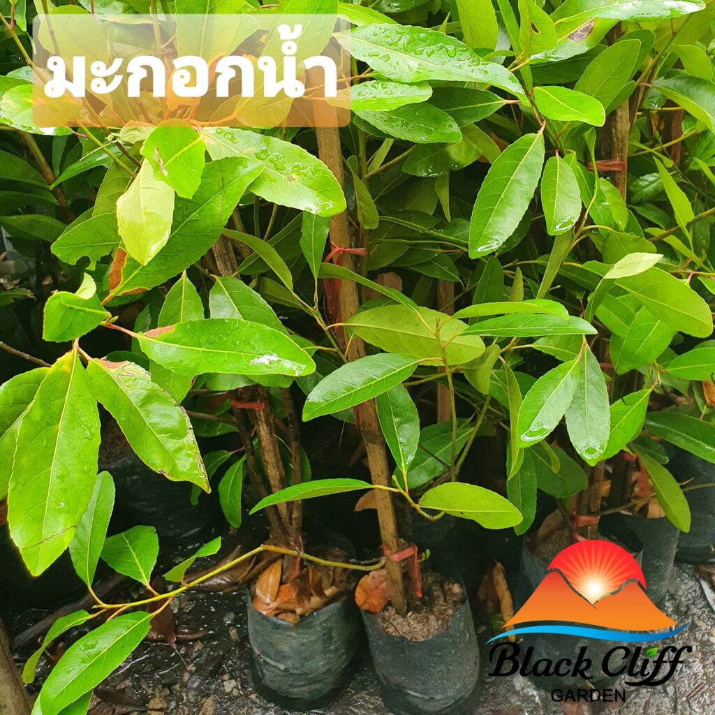 มะกอกน้ำ-blackcliffgarden-สวนผลไม้-ไม้ผล