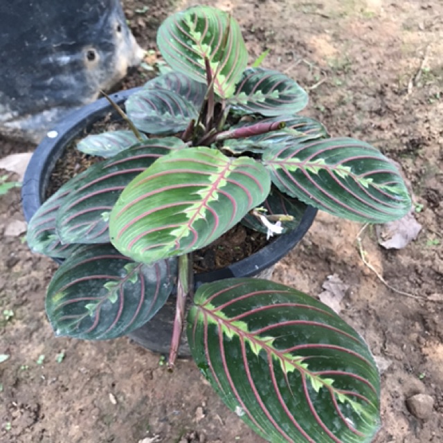 0013-มาแรนทา-แดง-maranta-leuconcura-erythroneura-or-maranta-red