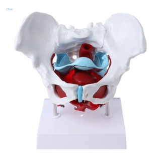 Chua Female Pelvis Pelvic Floor Muscle Model Uterus Ovary Muscle Teaching Resources Educational Supplies Removable