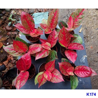 ﹍☇Aglaonema Red Sun - for Luzon50 เมล็ด (ไม่ใช่พืชที่มีชีวิต)